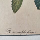 Lithograph Redouté rosa centifolia foliacea