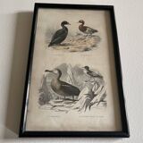 Birds frame