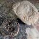 Ammonites fossilisées