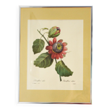 Reproduction pj redouté sous verre "passiflore ailée"