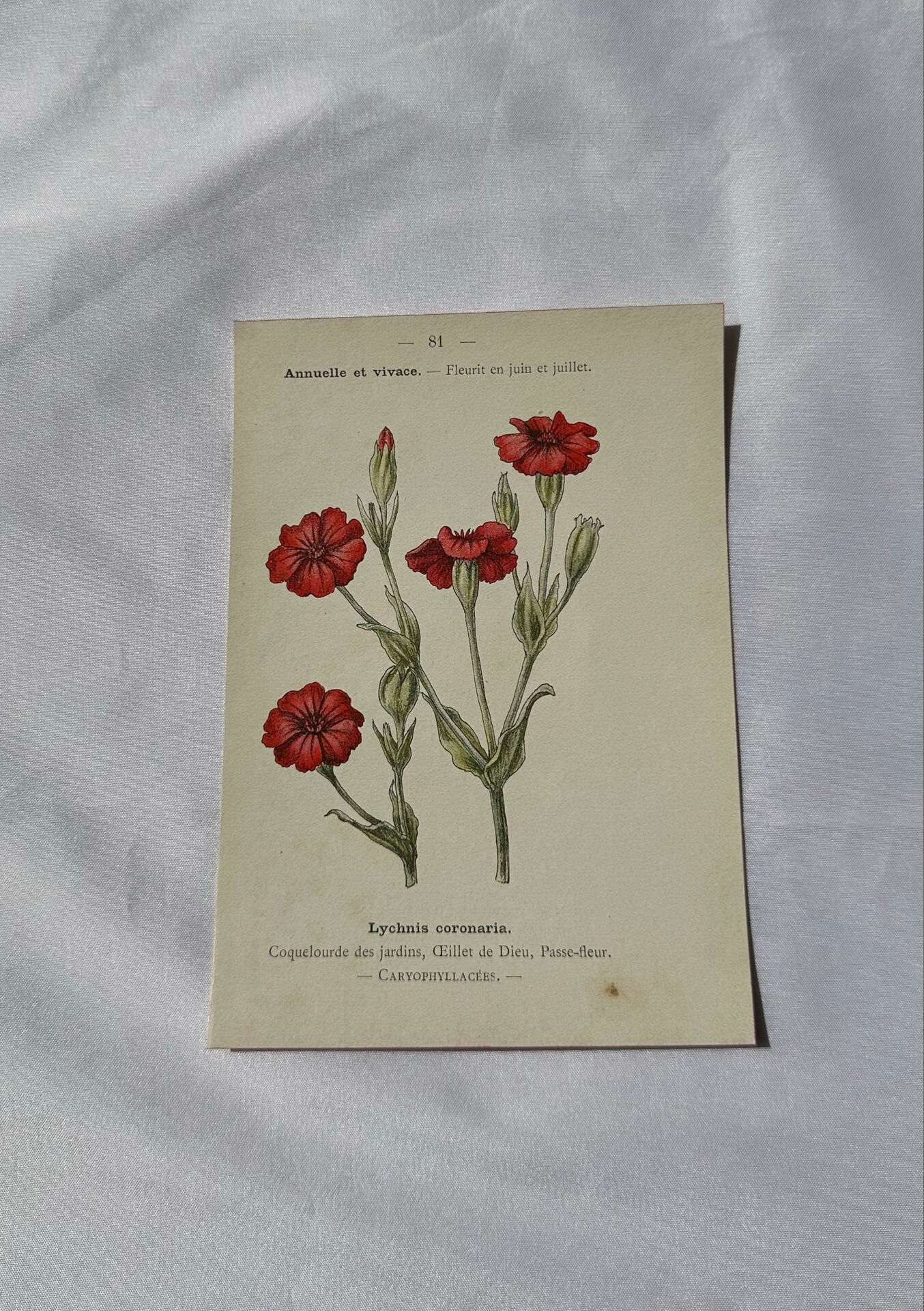 🌿 Botanical Plate Old Naturalist Engraving 19th Century Double-Sided