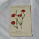 🌿 Botanical Plate Old Naturalist Engraving 19th Century Double-Sided
