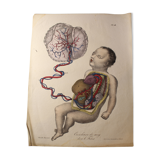 Planche médicale anatomie "circulation du sang dans le foetus"