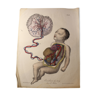 Medical anatomy board "Circulation of blood in the Foetus"