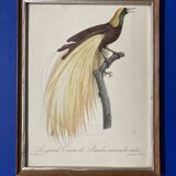 Bird Illustration