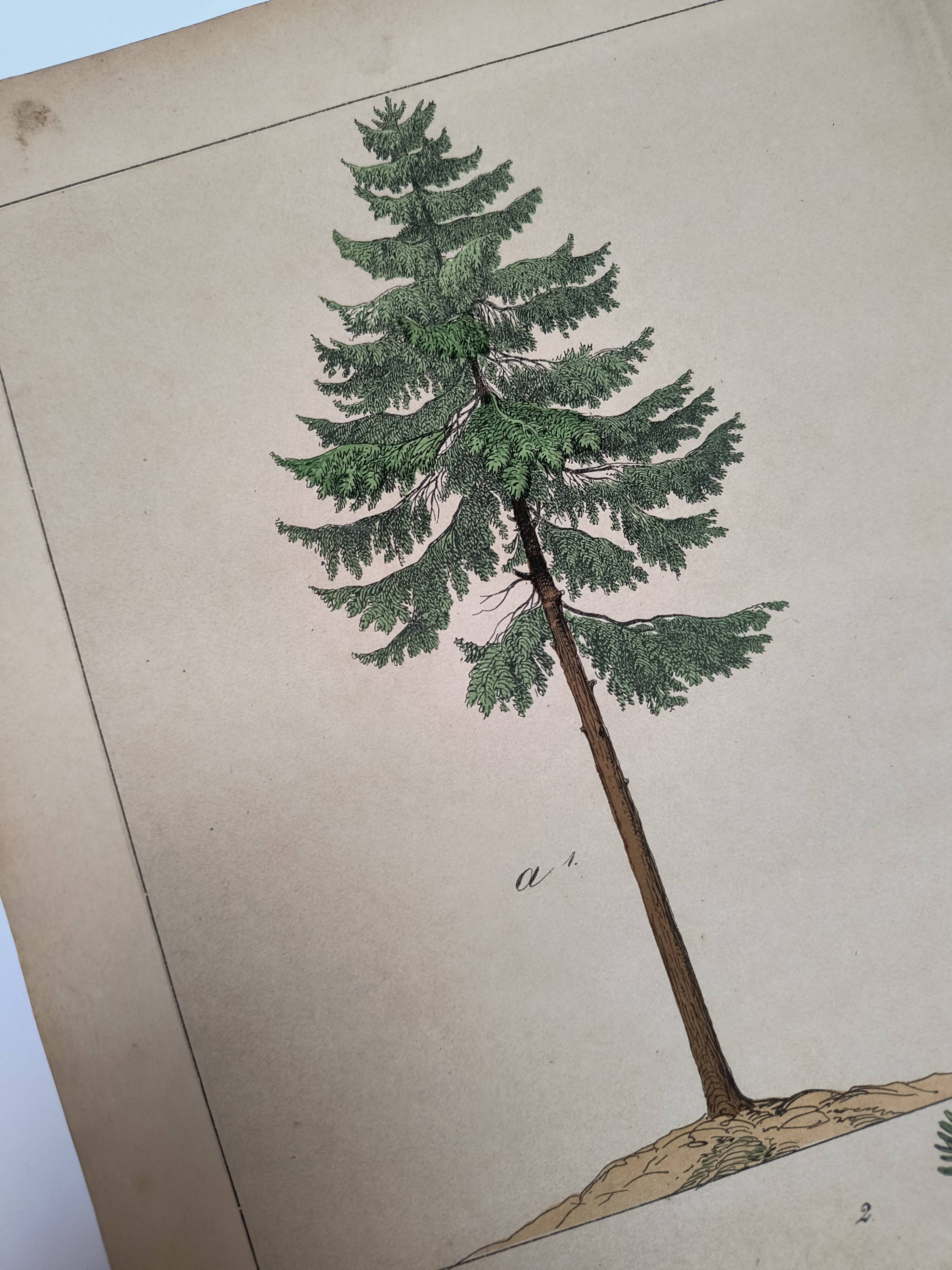 Planche botanique 1870 - Sapins - Gravure ancienne arbre