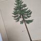 Planche botanique 1870 - Sapins - Gravure ancienne arbre
