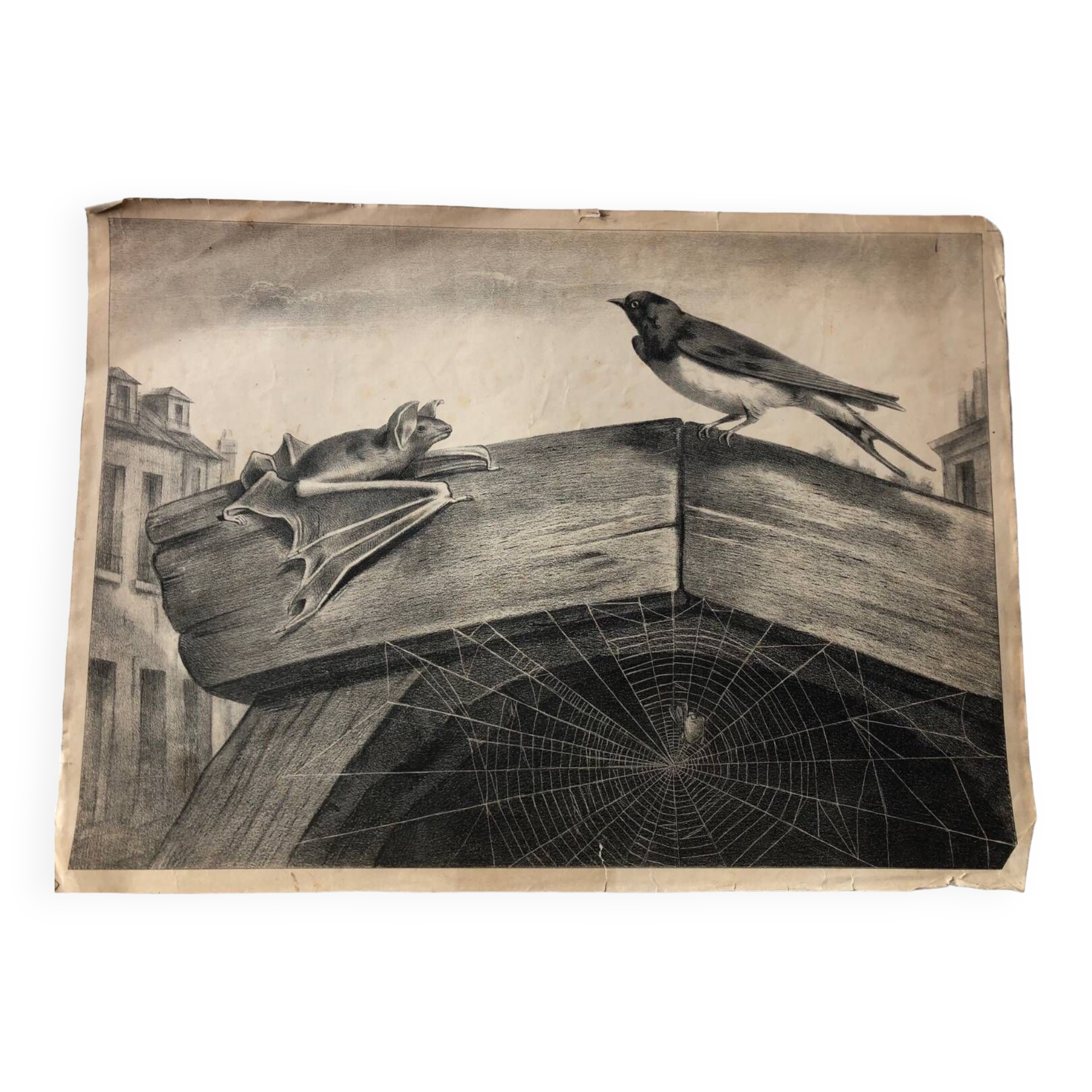 Zoological school poster representing the bat