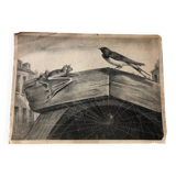 Zoological school poster representing the bat