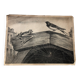 Zoological school poster representing the bat