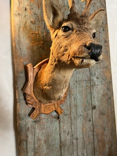 Deer Hunting Trophy