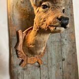 Deer Hunting Trophy