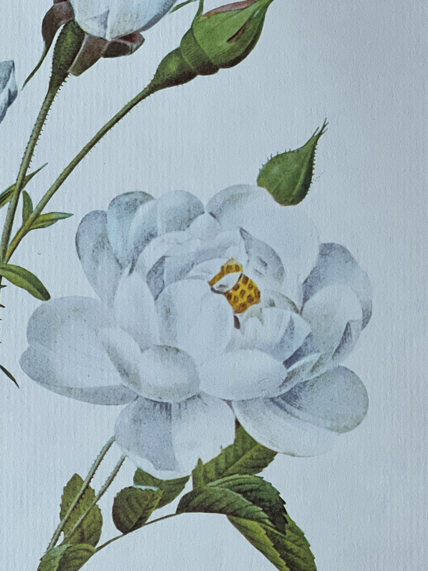 Planche botanique - Rosier Campanulé à fleurs blanches - 40,4x29,9cm