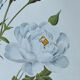 Planche botanique - Rosier Campanulé à fleurs blanches - 40,4x29,9cm