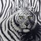 Black and white tiger signed lithograph