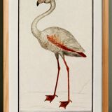 Small poster about the pink flamingo, after an old engraving from 1610.