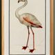 Small poster about the pink flamingo, after an old engraving from 1610.