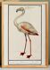 Small poster about the pink flamingo, after an old engraving from 1610.