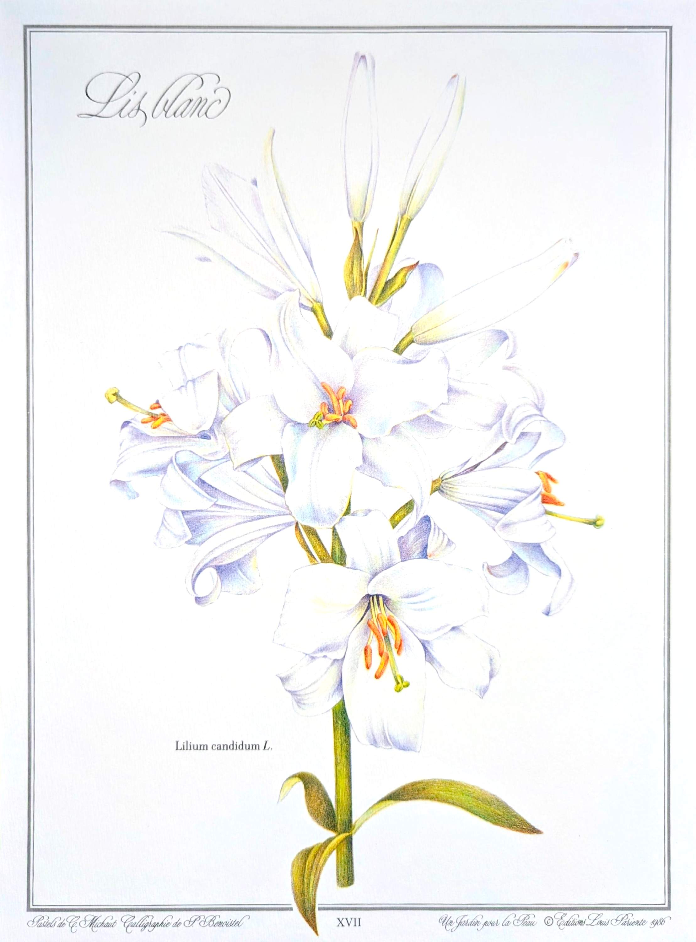 Printed in 1986, White Lily. Botanical plate.