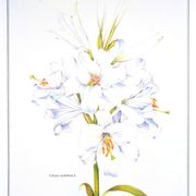 Imprimée en 1986, Lis blanc. Planche botanique.