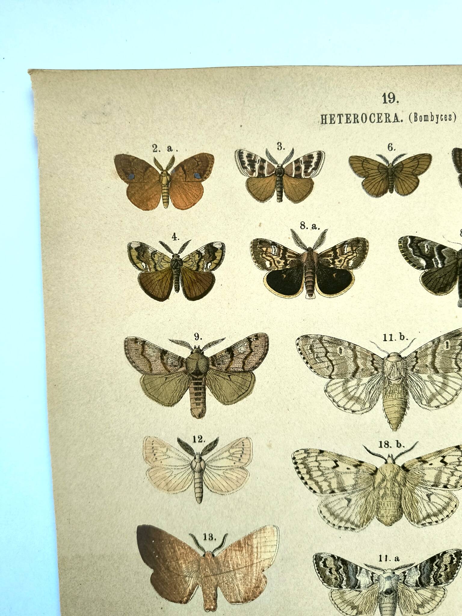 Butterflies - Antique engraving from 1887 - Lithograph by Gonostigma nature