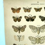 Papillons - Gravure ancienne de 1887 -  Lithographie de Gonostigma nature