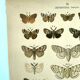 Butterflies - Antique engraving from 1887 - Lithograph by Gonostigma nature