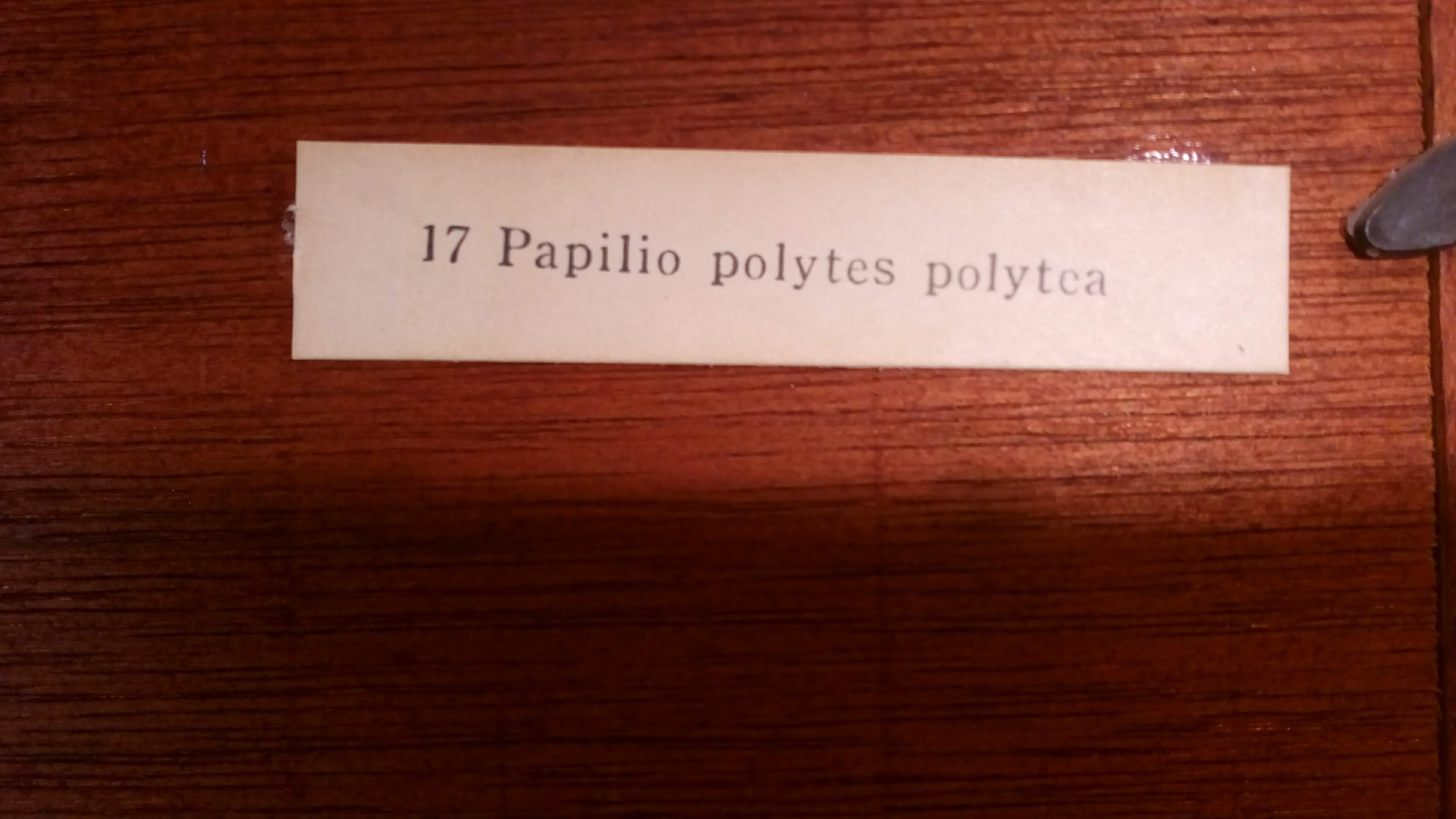 Duo of butterflies under glass