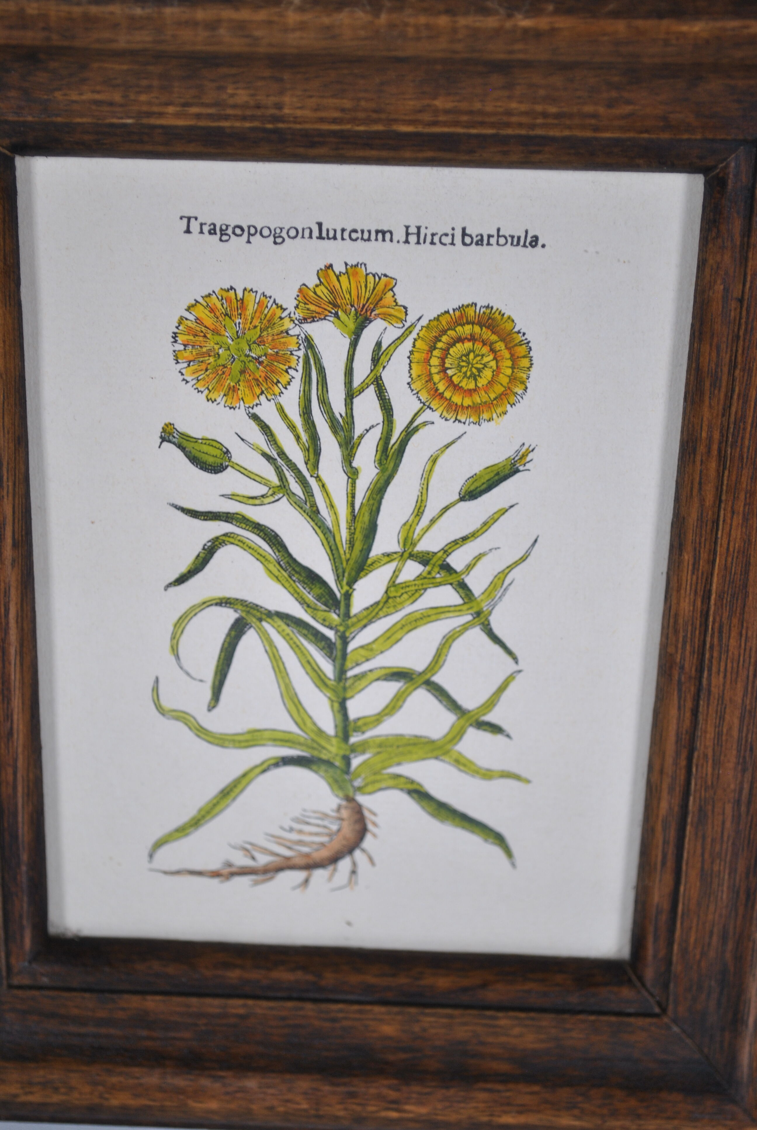 Botanical illustration tables 1960