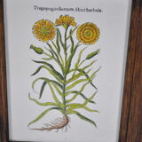 Botanical illustration tables 1960