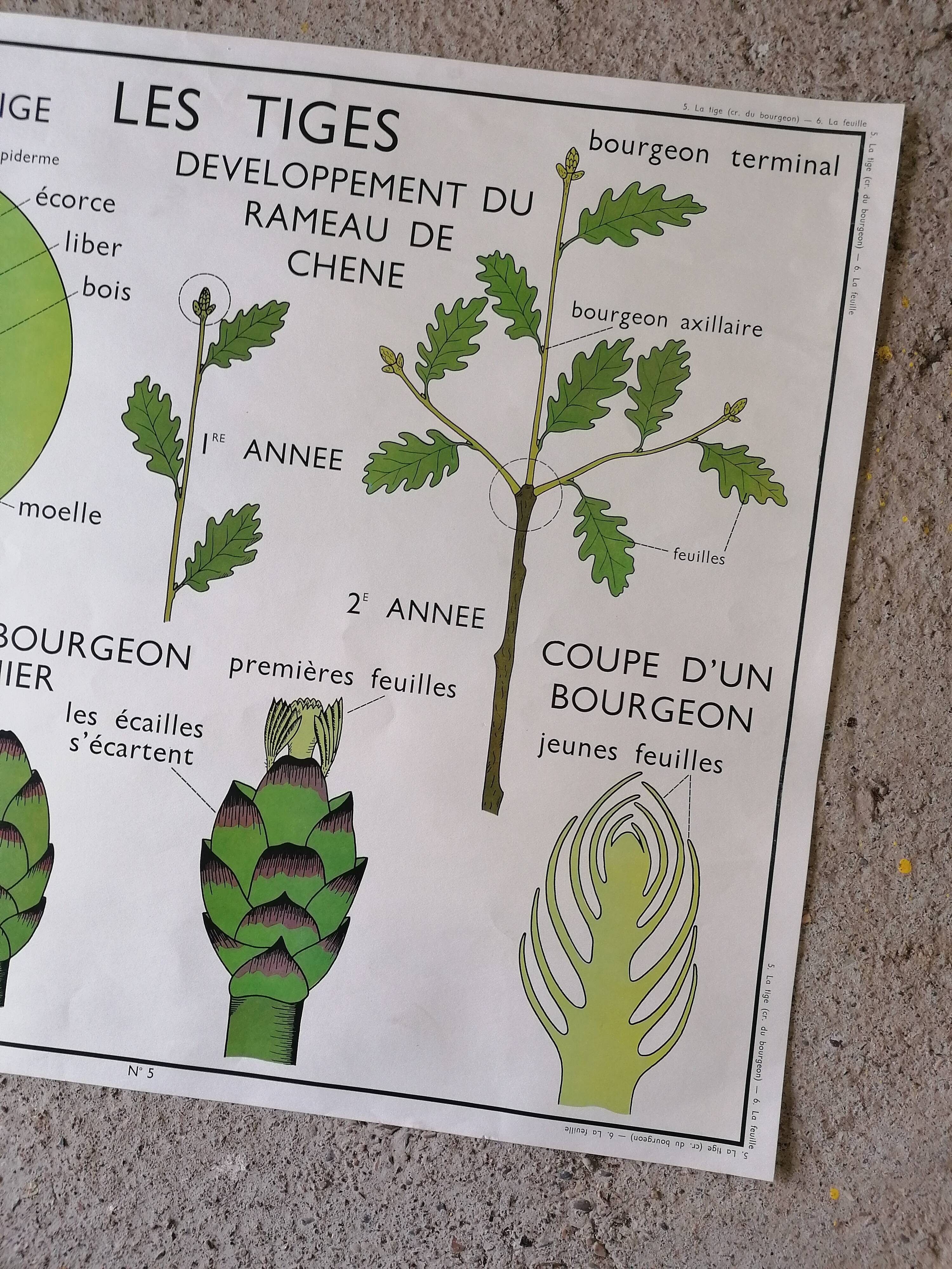 Rossignol school poster from the 60s: The Leaf - The stems.