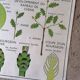 Rossignol school poster from the 60s: The Leaf - The stems.