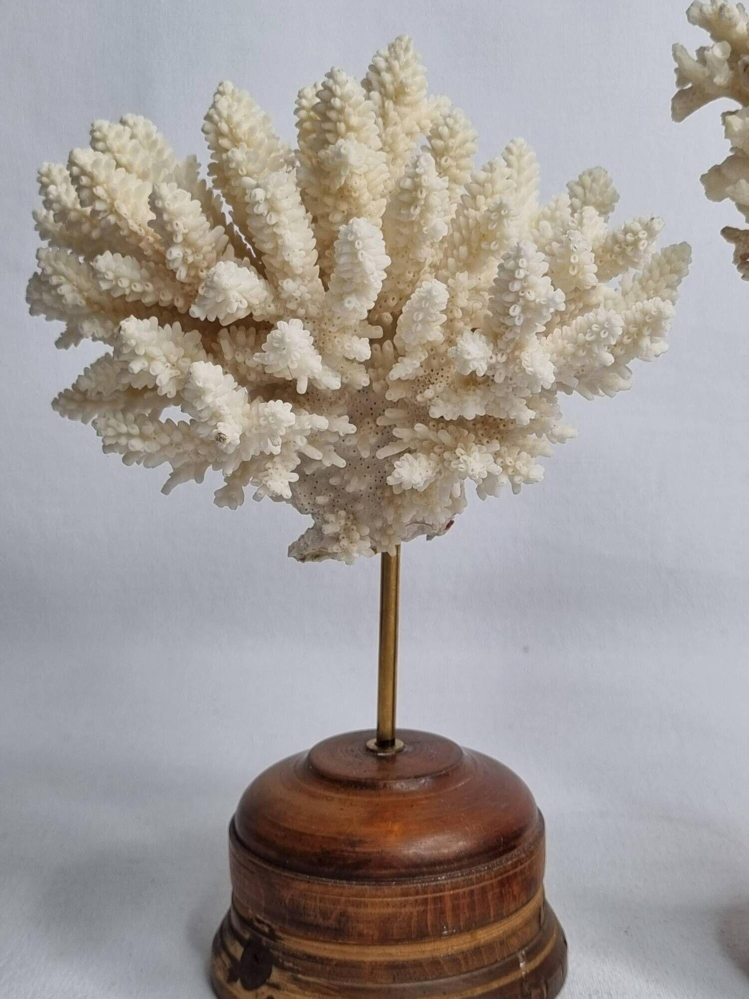 Paire d'anciens coraux blancs sur socles en bois industriel, 21 cm