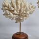 Paire d'anciens coraux blancs sur socles en bois industriel, 21 cm