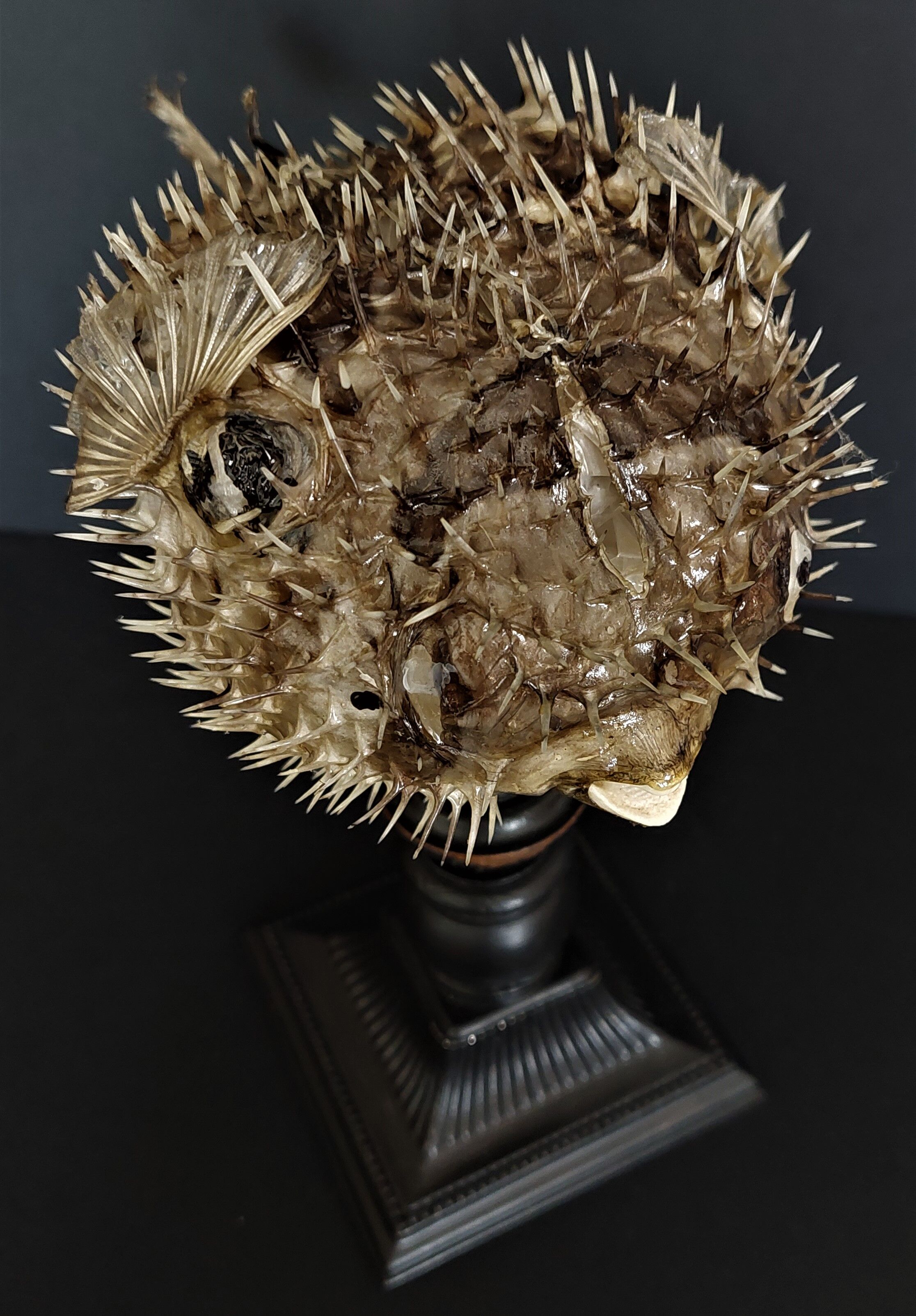 Naturalized fish diodon holocanthus on base