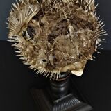 Naturalized fish diodon holocanthus on base