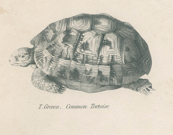 Gravure ancienne sur reptiles : tortues, xixe