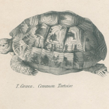 Gravure ancienne sur reptiles : tortues, xixe