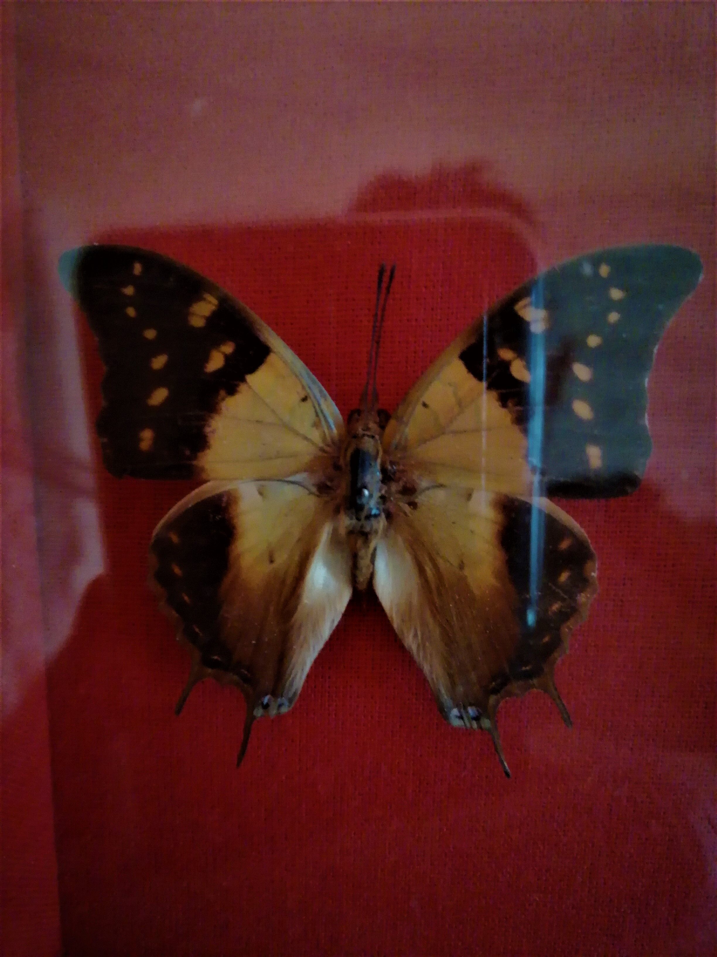 Curiosity, entomology, taxidermy, 9 butterflies