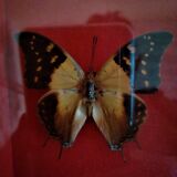 Curiosity, entomology, taxidermy, 9 butterflies