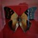 Curiosité, entomologie, taxidermie, 9 papillons