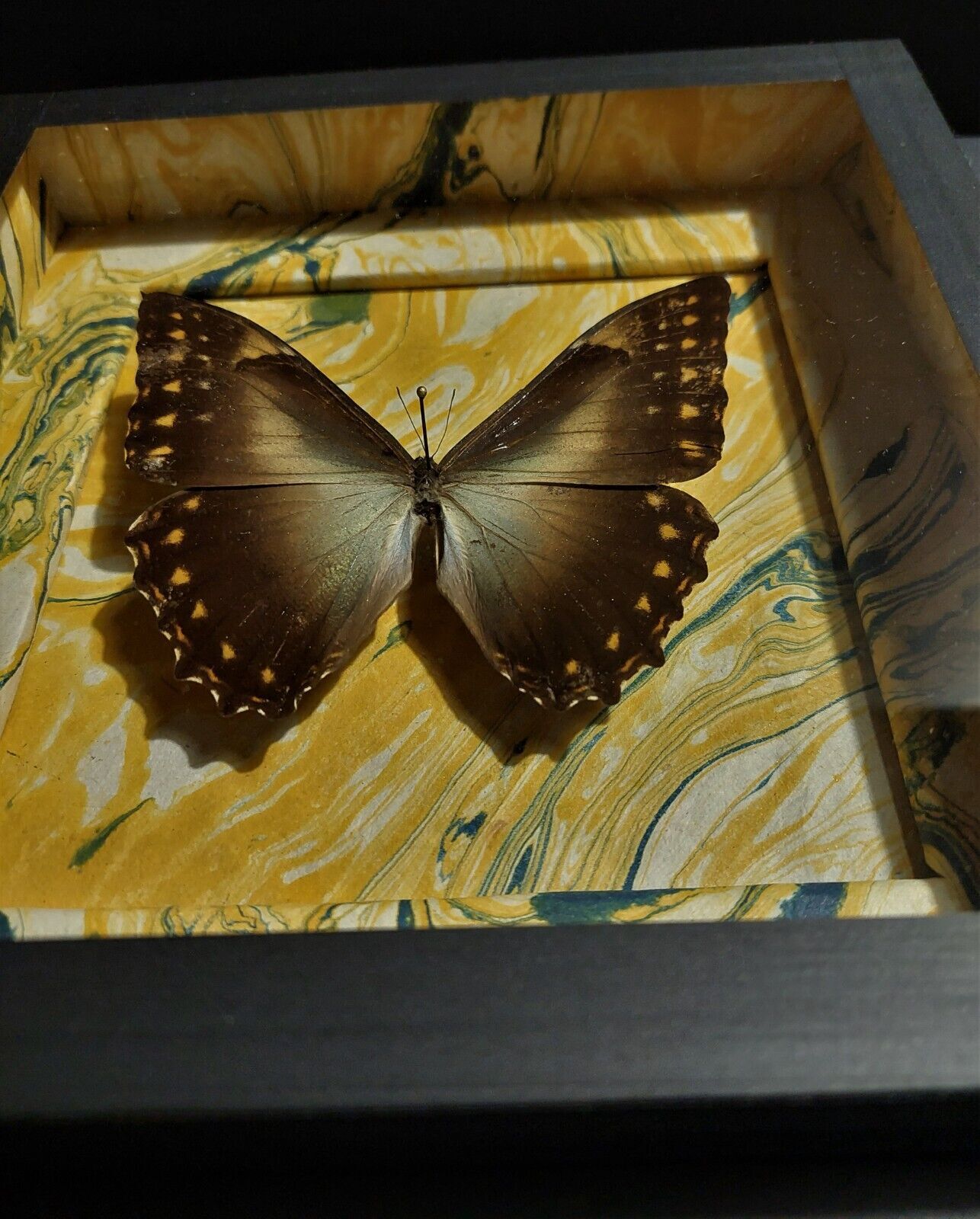 Natural history entomology frame butterfly morpho telemachus male