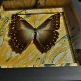 Natural history entomology frame butterfly morpho telemachus male