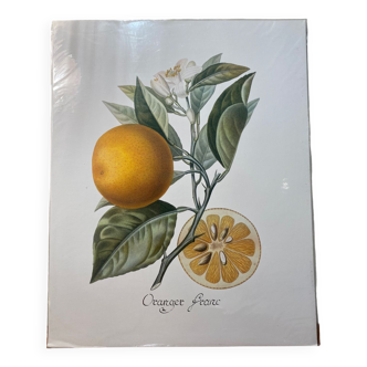 Risso Citrus Lithograph