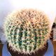 Cactus vintage fiber optic lamp 70s - 80s