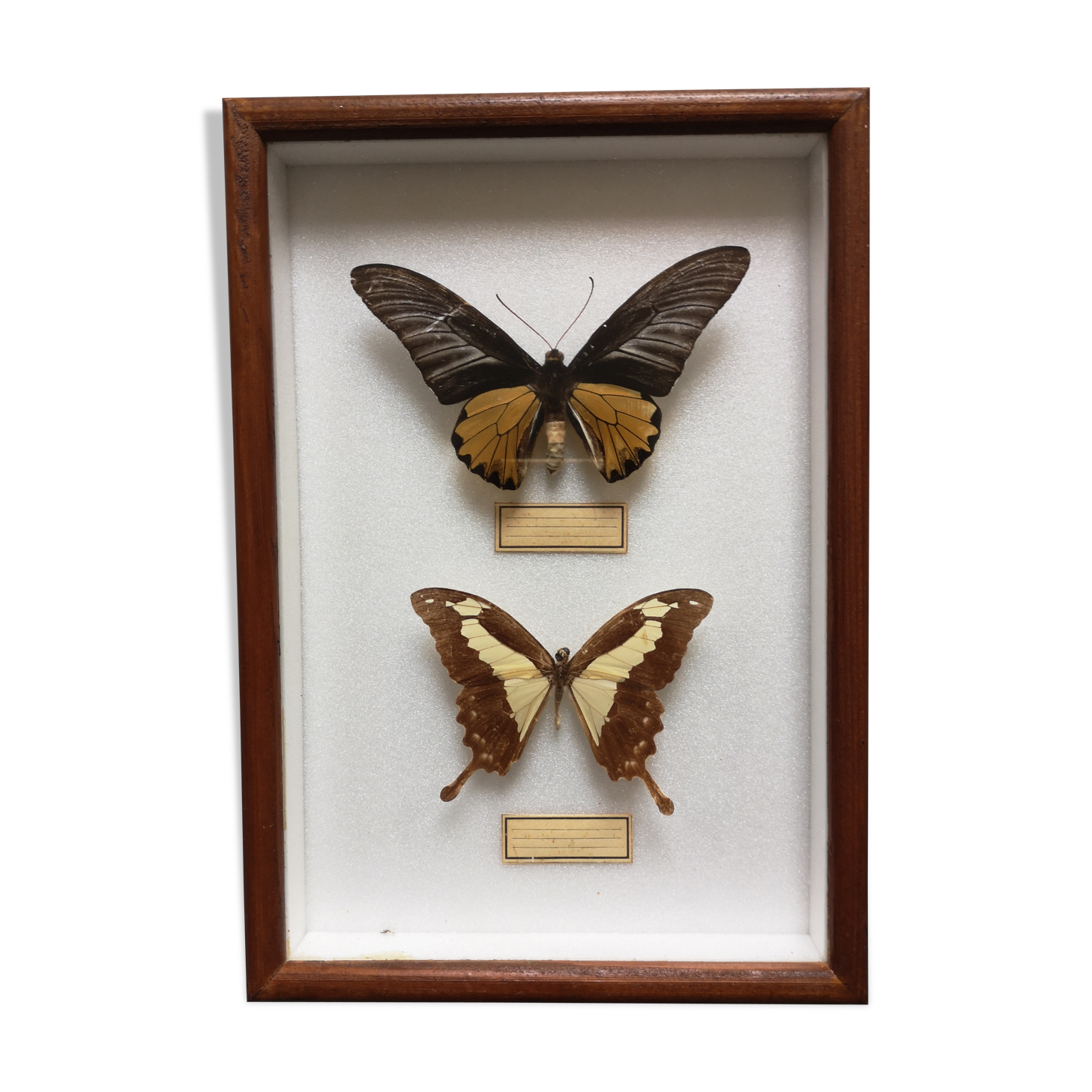 Cadre vintage papillon