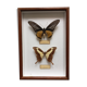 Cadre vintage papillon