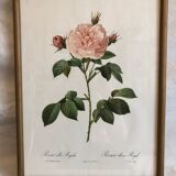 Dreaded Frame Rosa "Rosa alba Regalis"