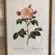 Dreaded Frame Rosa "Rosa alba Regalis"