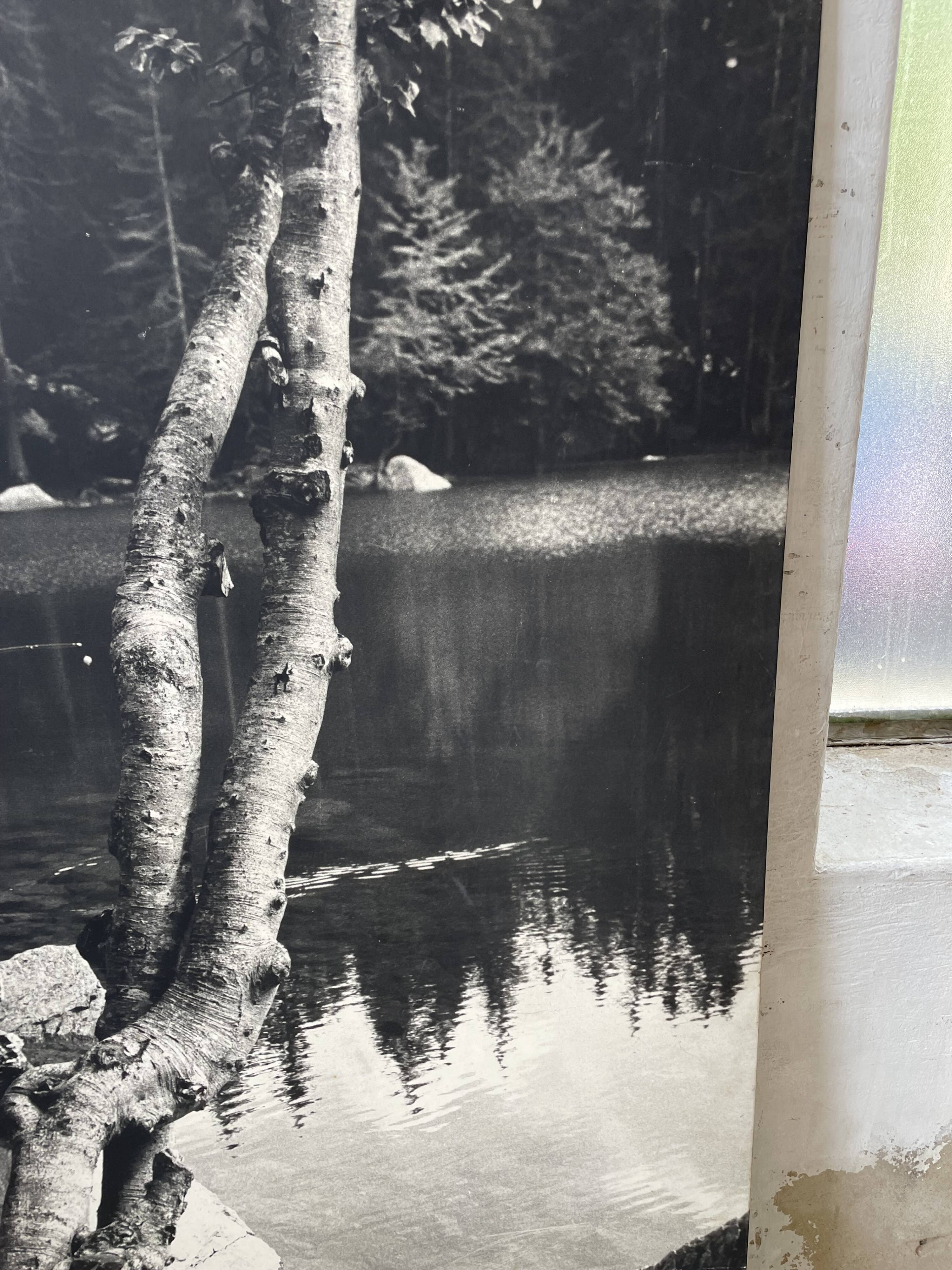 Old XXL black and white tree photograph